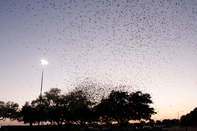 Illustration for article titled Purple Martin Migration
